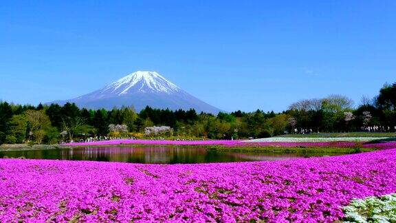 日本芝樱的富士山和苔藓粉