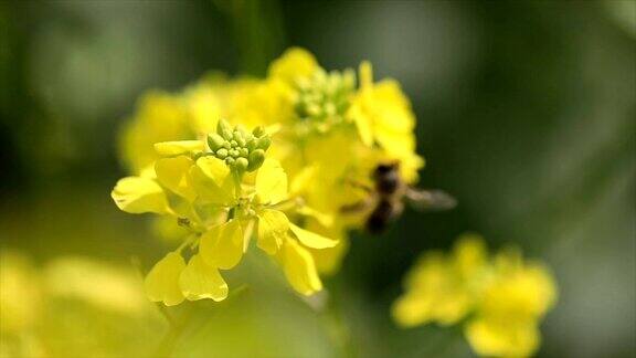 蜜蜂从芥菜花蜜中采集花蜜的慢动作
