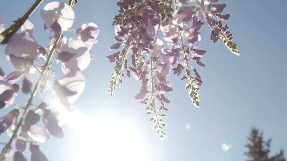 景深慢镜头特写:春天的阳光照耀着美丽的紫藤花