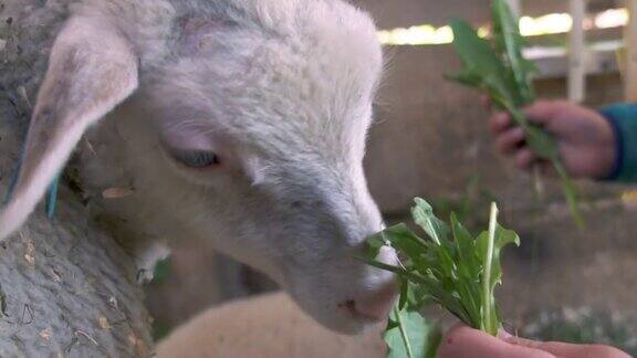 在小型有机农场里孩子们用手给可爱的小羊羔喂食新鲜的绿草
