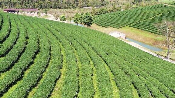 绿茶种植梯田鸟瞰图农业和收获概念