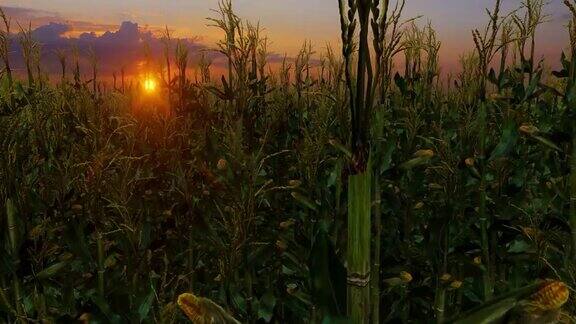 在夕阳下穿过玉米地
