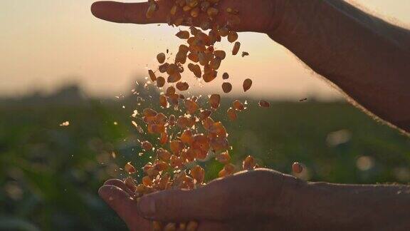 农民在日落时分拔玉米粒