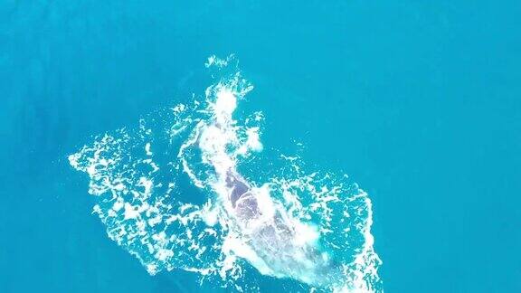 夏威夷毛伊岛海岸的一头座头鲸幼崽