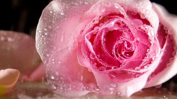 雨中的玫瑰特写
