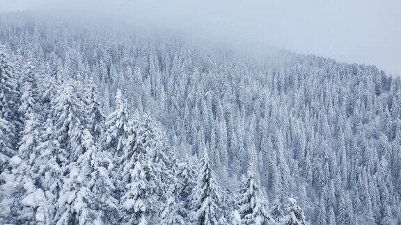 美丽的冬季景观与雪覆盖冷杉在雪天和雾天无人机视频