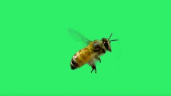 飞行蜜蜂隔离在绿色屏幕背景