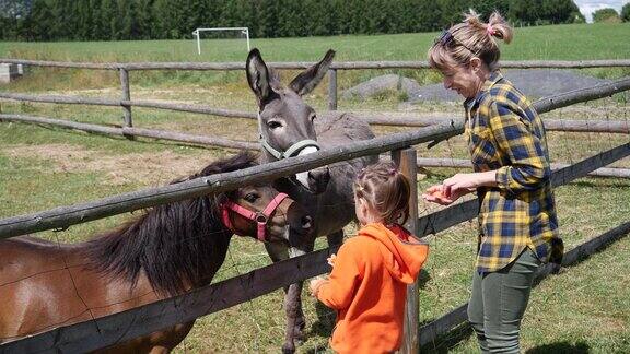 母亲带着女儿用胡萝卜喂动物在营地接触动物园