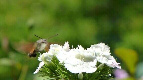 蜂鸟鹰蛾在吸花汁