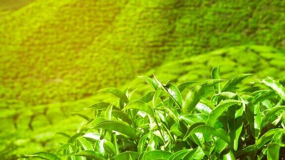 新鲜的绿茶叶子
