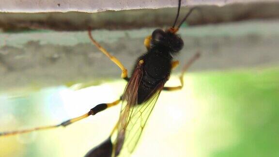 玻璃表面上一只黄腿泥黄蜂的特写