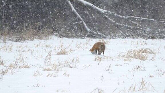 下雪的时候红狐狸在雪地里跳来跳去尝试了7次去抓老鼠