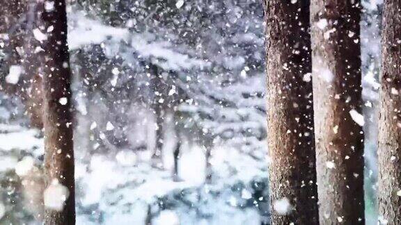 雪花飘落松林和冬天的风景