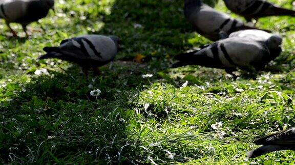 一群在公园草地上觅食的鸽子