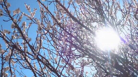 全景美丽的开花树在阳光灿烂的日子