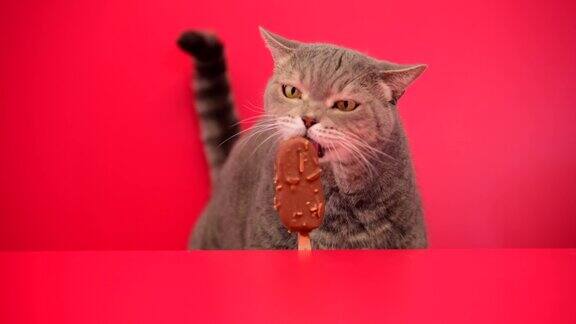 大眼睛顽皮肥胖的猫舔着红色背景上的巧克力杏仁棒冰淇淋英国种类的毛猫