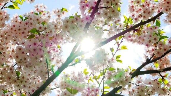 日本樱花