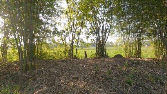 在阳光的背光下一片长满树叶的竹林