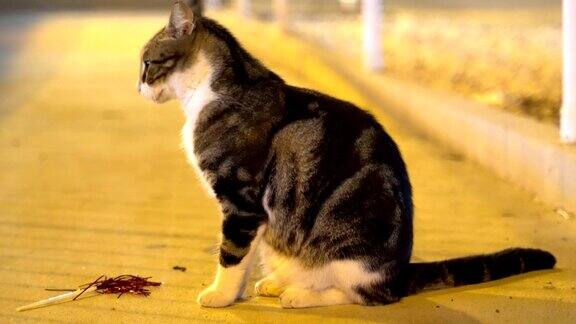 孤独的街头野猫在街上玩耍