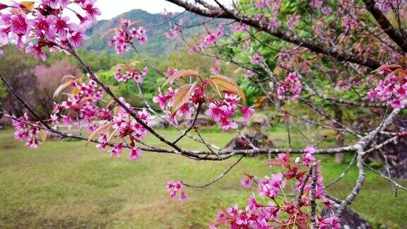 美丽的粉红色樱花枝泰国的樱花绽放