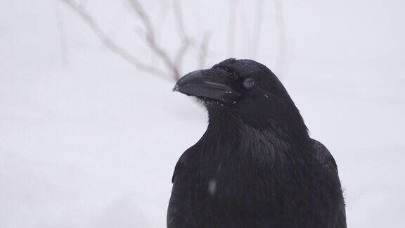 黑乌鸦看着相机