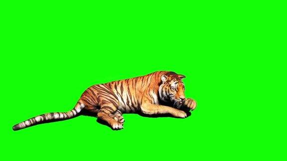 老虎在绿屏上四处张望
