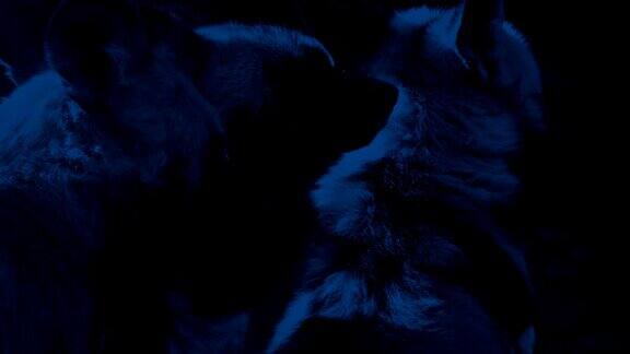 月光下的鬣狗