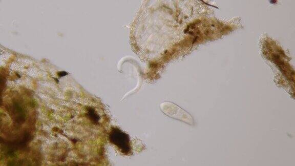 线虫-微生物