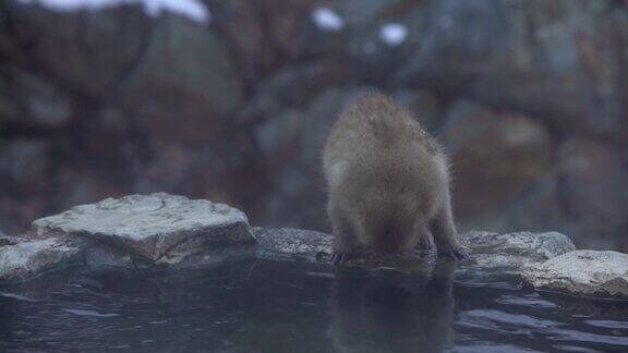 地狱谷猴公园雪猴在天然温泉中饮水日本