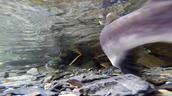 野生太平洋粉红鲑鱼产卵清晰的冰川溪流