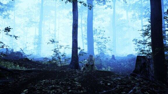 雾蒙蒙的早晨树林里有阳光