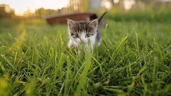 三只可爱的小猫在草地上散步