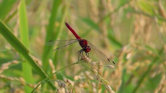 秋天稻穗上的红蜻蜓