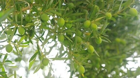 橄榄的丰收树上结着绿色的果实