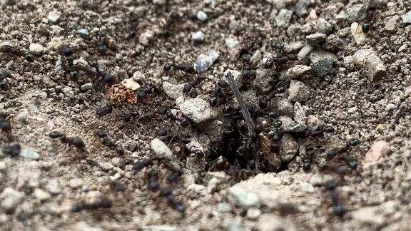 黑蚂蚁进出它们的地下巢穴蚁群的特写镜头