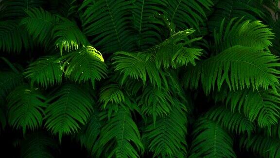 蕨类植物茂盛的叶子的时间流逝