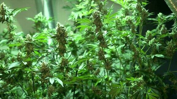 毒品大麻植物