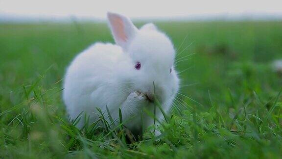 小白兔在绿色的草地上小白兔小白兔