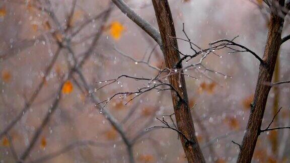 沉闷的深秋景象光秃秃的树木和飘落的雪花