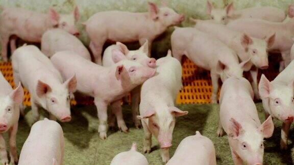 工业化养猪场里的小猪