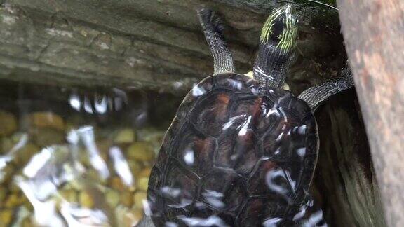 黄斑河龟一种在水中上下摆动的黄斑河龟或黄斑河龟(黄斑河龟)