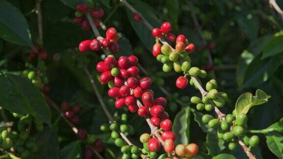 摄于巴拿马的阿拉比卡咖啡树