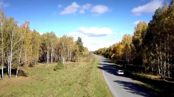 无人机在桦树林中蜿蜒的道路上跟随汽车行驶