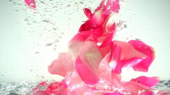 玫瑰的花瓣落在水中背景缓慢的运动