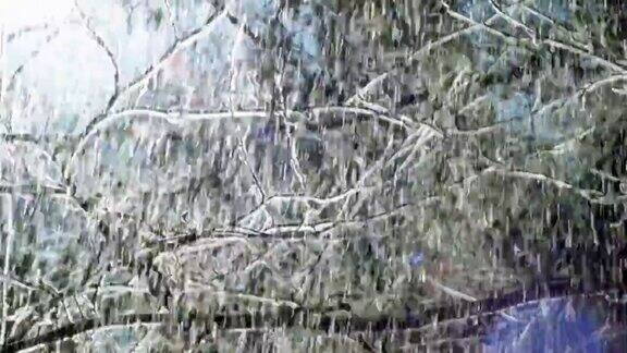 雪花飘落在树枝上