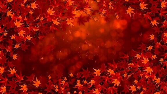 秋叶枫树枝美丽的自然秋景