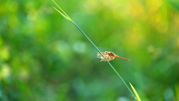 慢镜头蜻蜓在草地草地上飞行