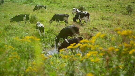 在草地上吃草的一群牛