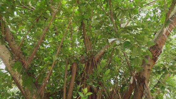 热带植物榕树