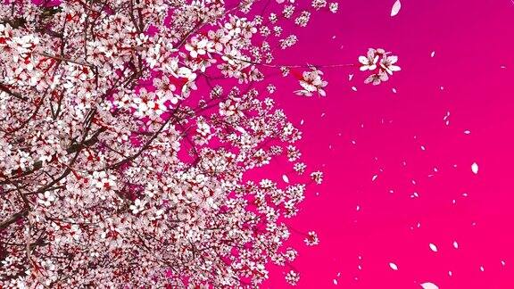 盛开的樱花樱花树冠在粉红色的背景